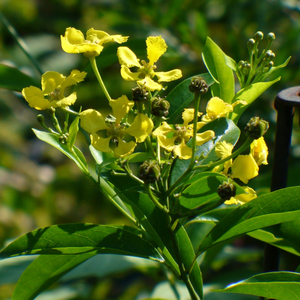 Yellow Butterfly Vine, Yellow Orchid Vine, Mascagnia, Butterfly Pea Vine, Gallinita, Mascagnia macroptera, Callaeum macropterum